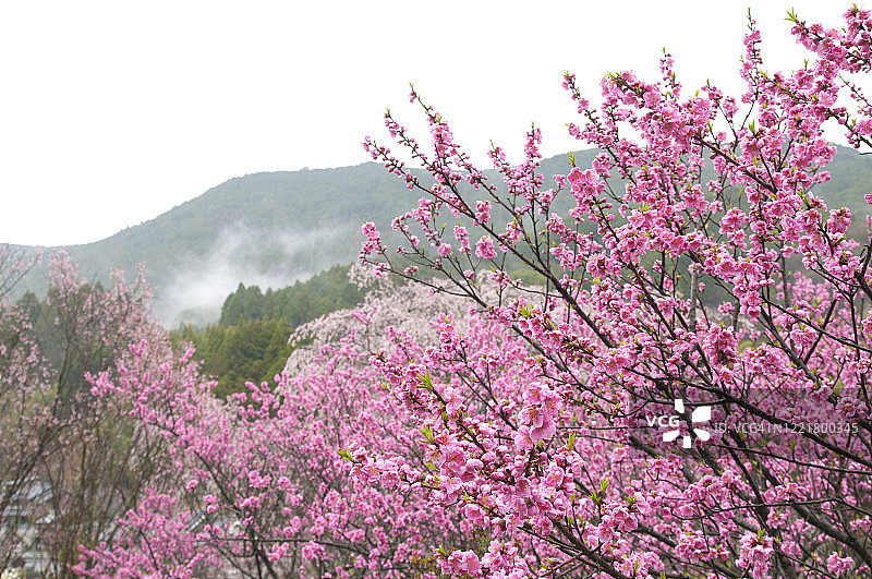 盛开的桃树果园，桃花图片素材