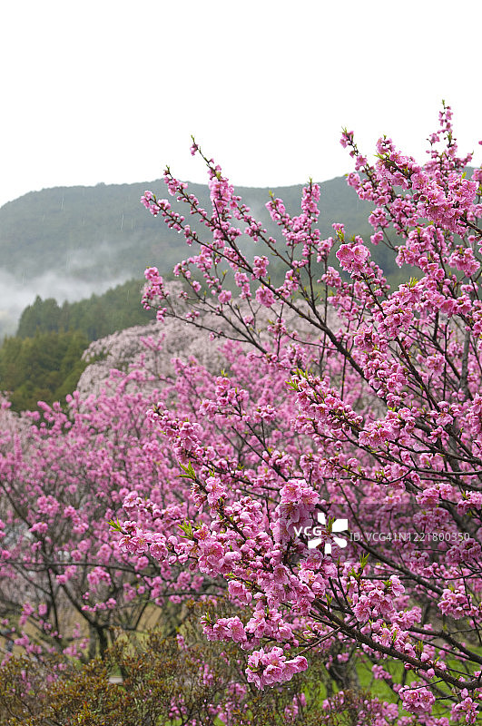 盛开的桃树果园，桃花图片素材