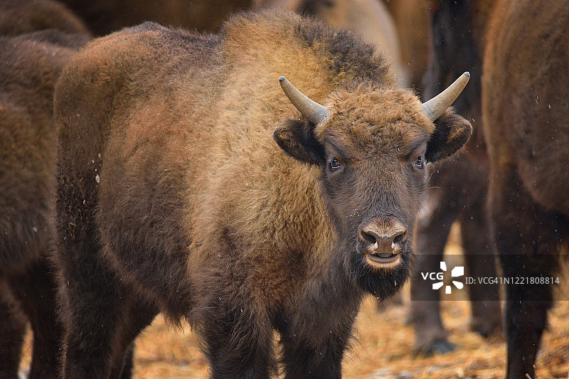 欧洲野牛图片素材