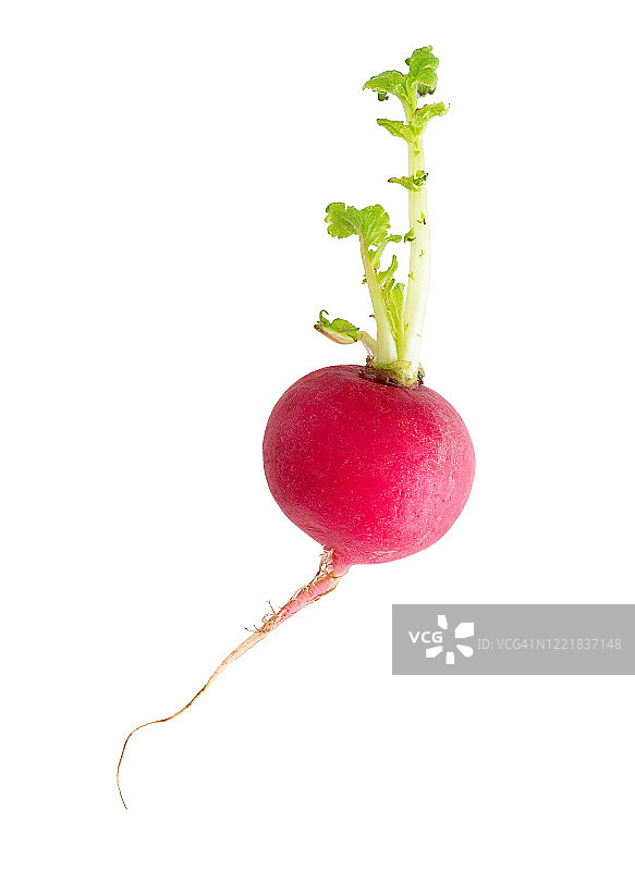 白萝卜与绿色嫩芽图片素材