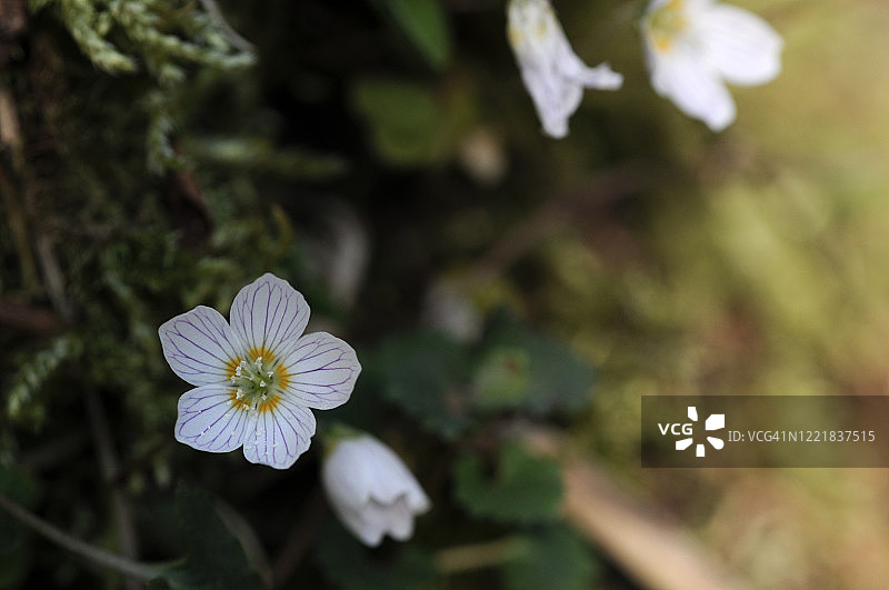 我在森林里图片素材