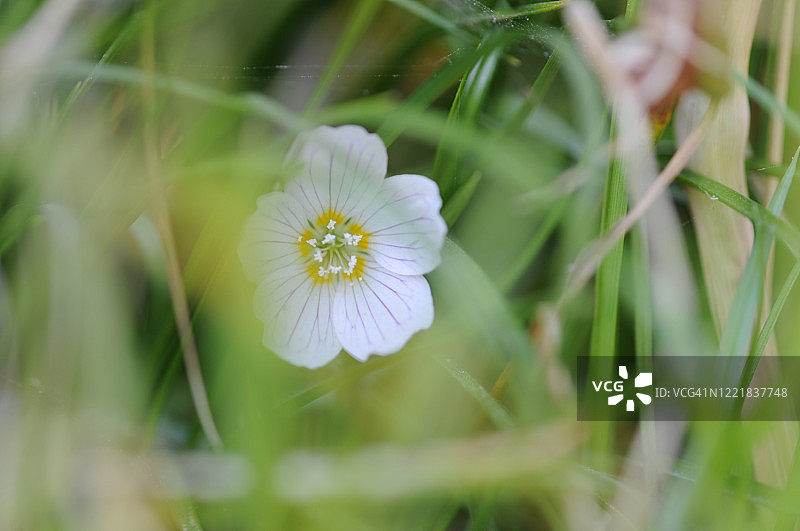 我在森林里图片素材