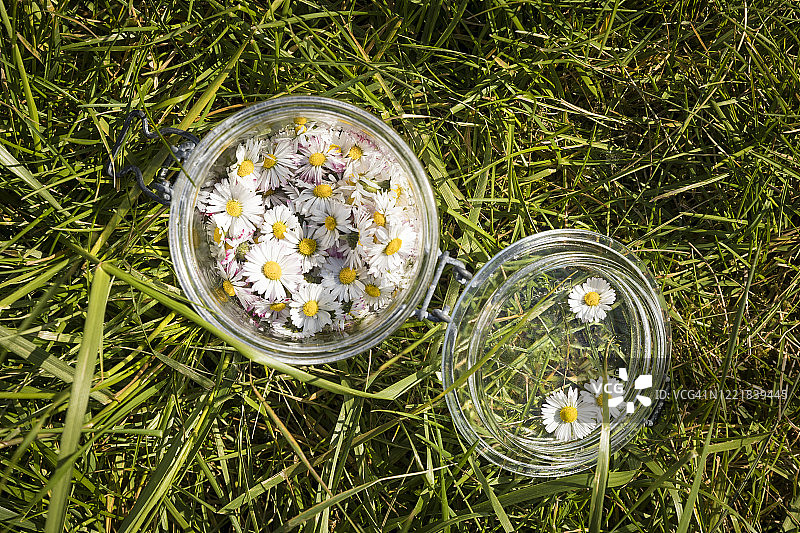 红色塑料盘中的雏菊花（俯视），法国蒙塔基图片素材