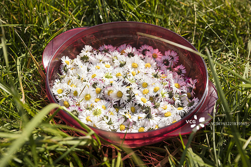 红色塑料盘中的雏菊花（俯视），法国蒙塔基图片素材