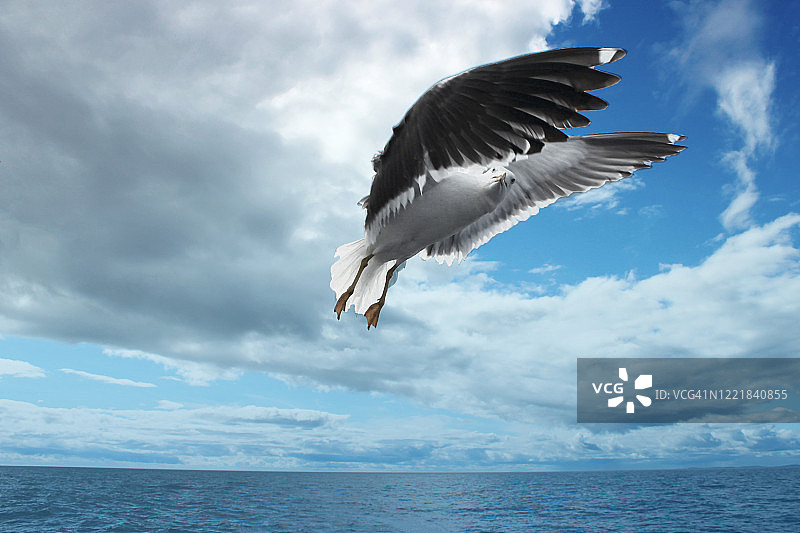 黑背鸥掠过白海上空图片素材