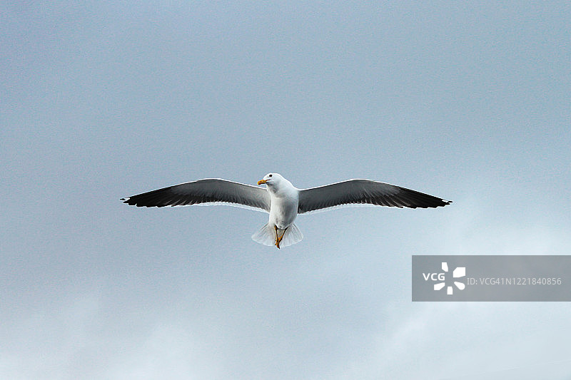 翱翔天空的海鸥图片素材