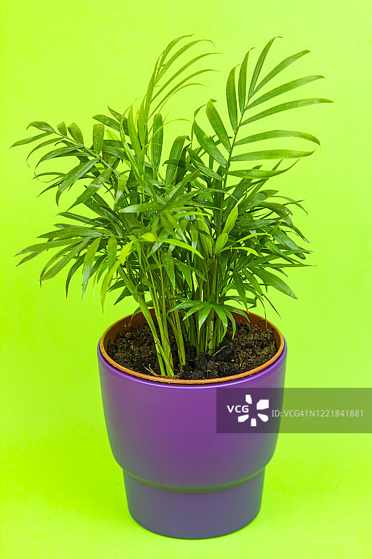 槟榔树室内植物图片素材