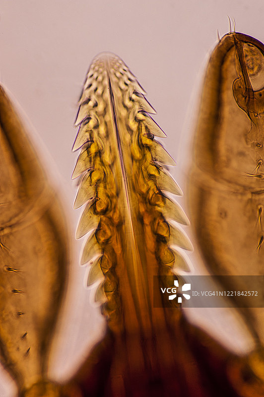 近距离观察鹿蜱(硬蜱)的穿刺器官或实体，莱姆病媒介，50X图片素材
