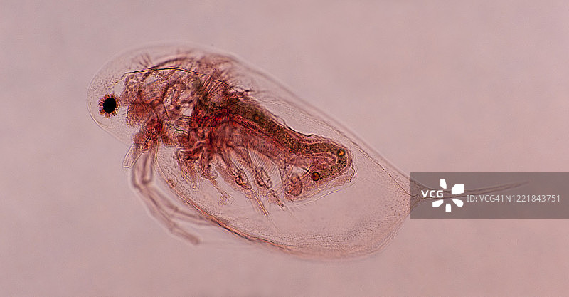 浮游生物中的小型甲壳类动物水蚤（蚤），25倍图片素材