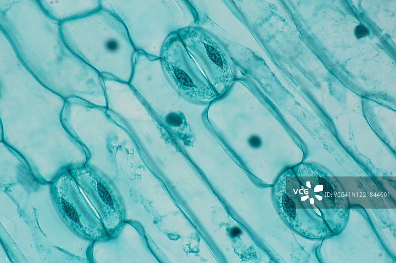 叶表皮（百合），显示3个气孔和相关的保卫细胞，100倍图片素材