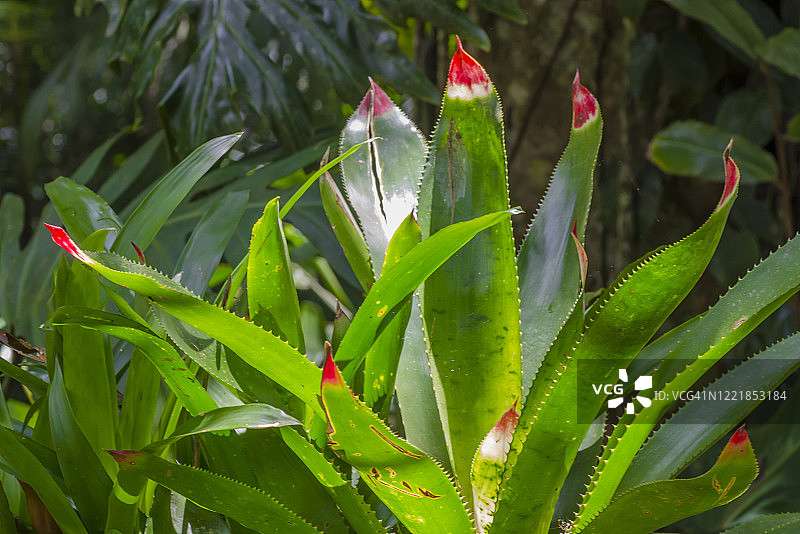 裸茎凤梨图片素材