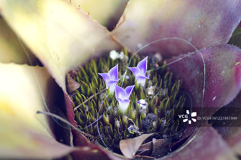 新格列属植物图片素材