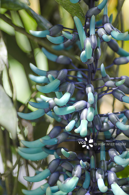 蓝色玉藤花图片素材