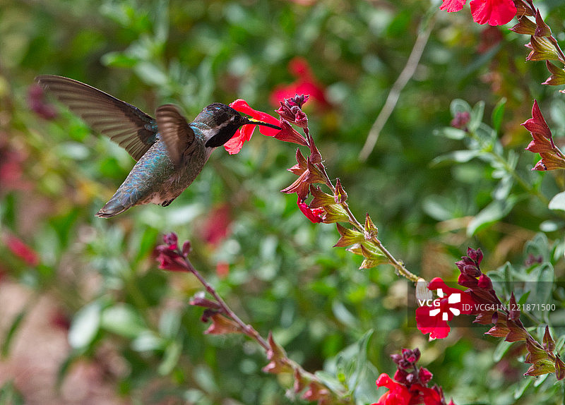 黑颏蜂鸟，花粉喙图片素材