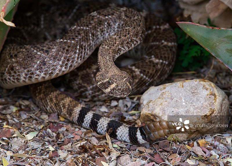 菱斑响尾蛇图片素材