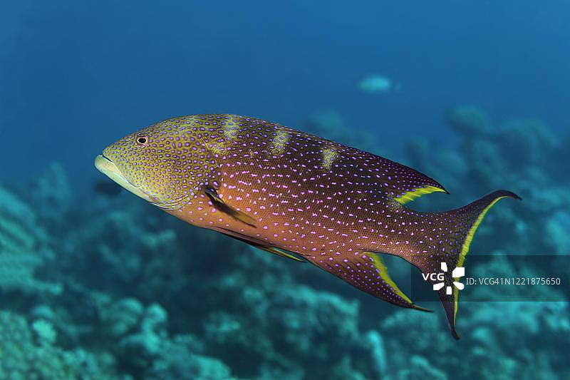 约旦红海，黄边九棘鲈图片素材