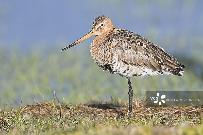 黑尾塍鹬，站立在草地上，德国下萨克森州图片素材