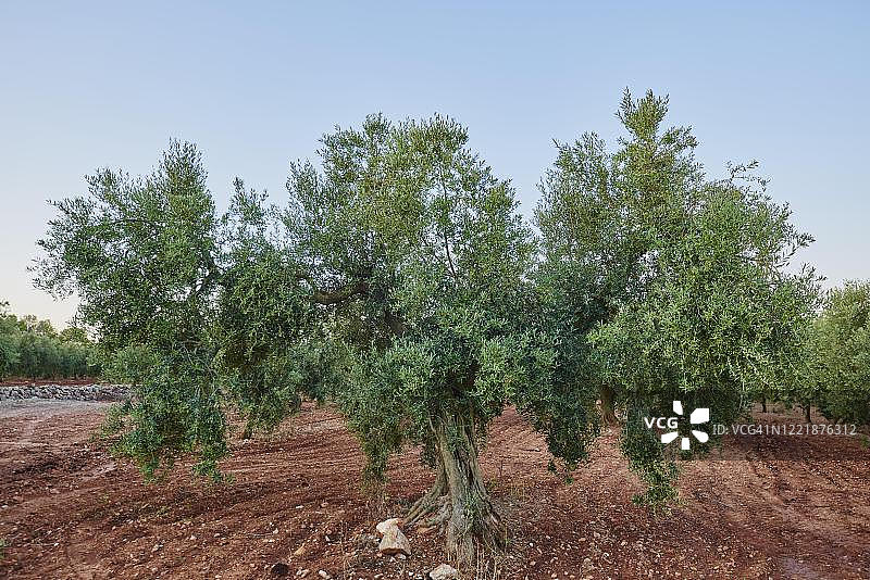 西班牙加泰罗尼亚的欧洲油橄榄树图片素材