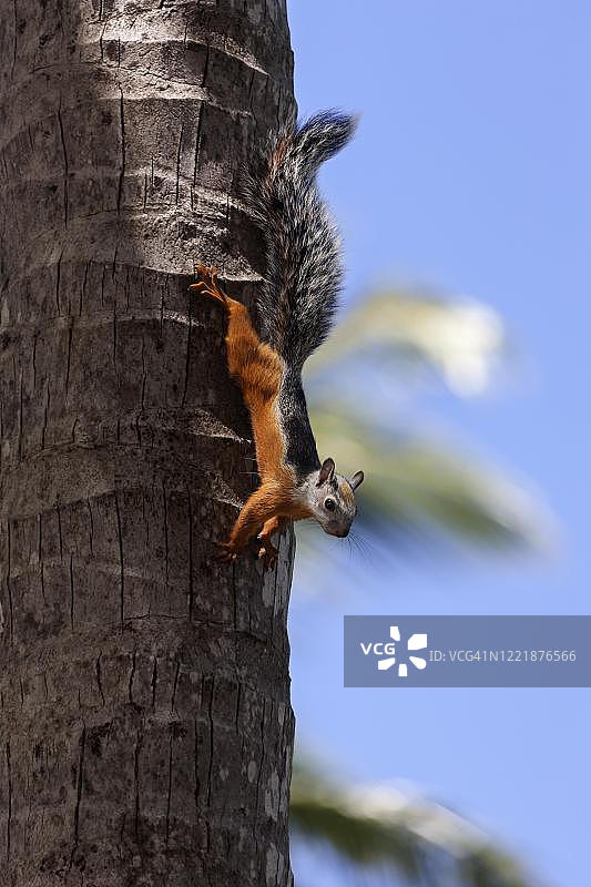杂色松鼠（Sciurus variegatoides）倒挂在树干上，萨马拉，哥斯达黎加图片素材