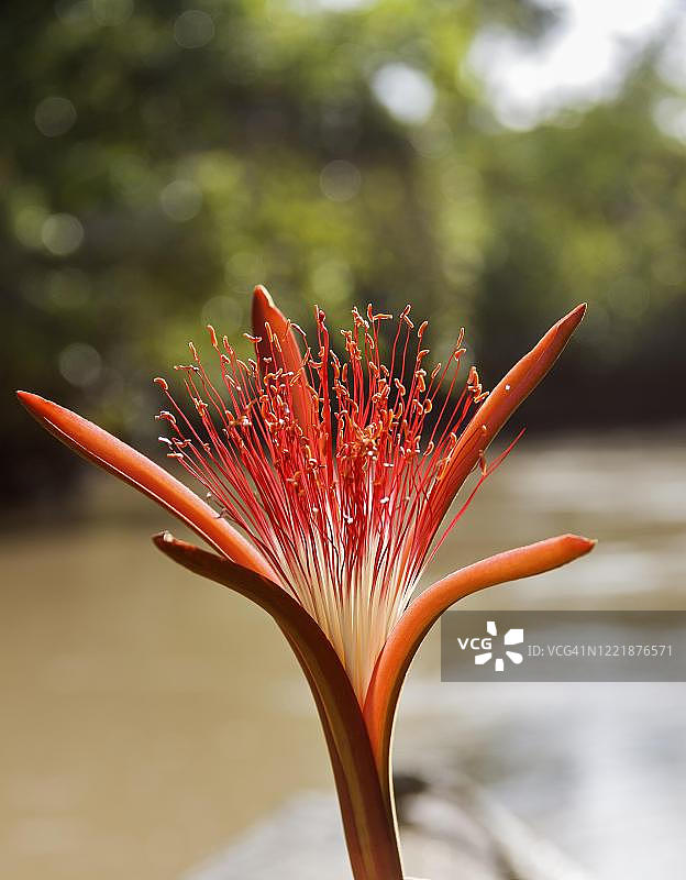 马拉巴栗（Pachira acuatica）红花，委内瑞拉奥里诺科三角洲图片素材