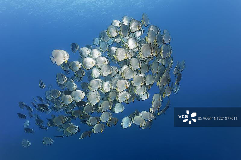 太平洋苏禄湖图巴塔哈礁国家海洋公园的蓝水中，大量圆蝙蝠鱼群（Platax orbicularis），菲律宾巴拉望省图片素材