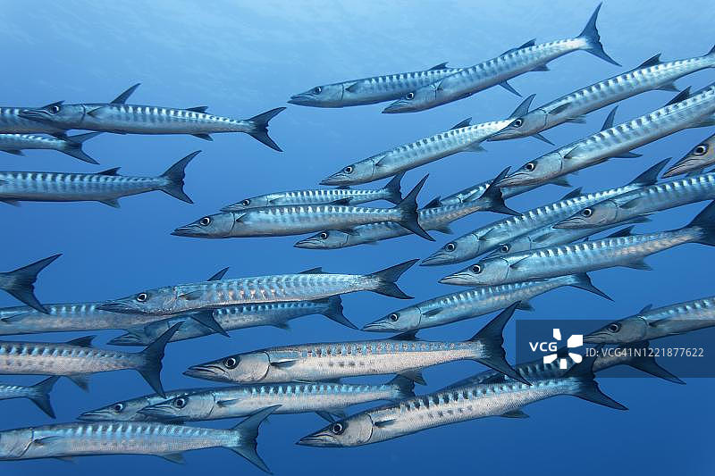 黑鳍金梭鱼群，畅游于菲律宾图巴塔哈群礁海洋公园的蓝色海域图片素材