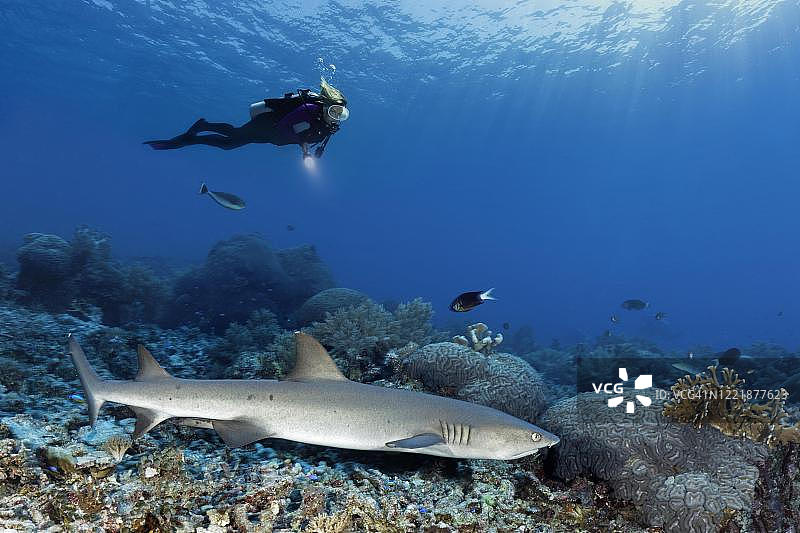 潜水员在珊瑚礁观察白鳍礁鲨（Triaenodon obesus），位于菲律宾巴拉望省图巴塔哈礁国家海洋公园，苏禄海，太平洋图片素材
