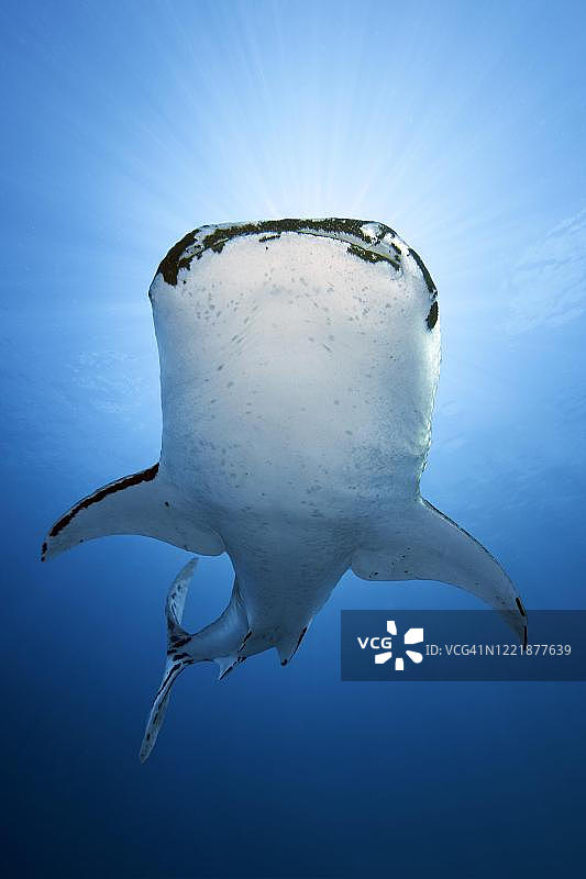 菲律宾巴拉望省图巴塔哈礁国家海洋公园的鲸鲨图片素材