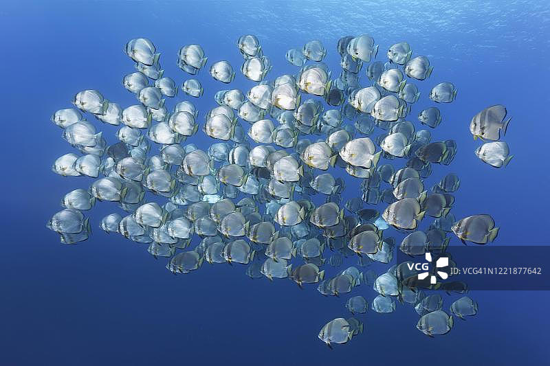 太平洋苏禄湖图巴塔哈礁国家海洋公园的蓝水中，大量圆蝙蝠鱼群（Platax orbicularis），菲律宾巴拉望省图片素材