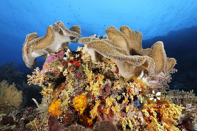 软珊瑚，位于菲律宾巴拉望省图巴塔哈礁国家海洋公园图片素材
