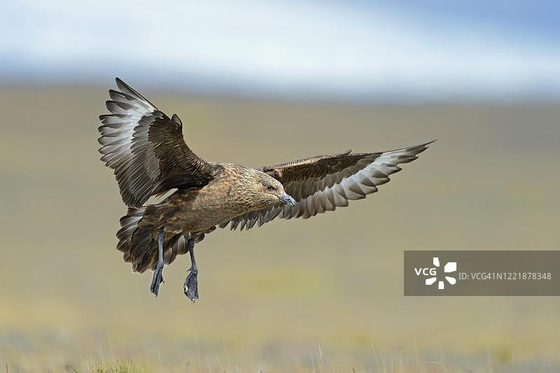 冰岛飞行中的贼鸥图片素材