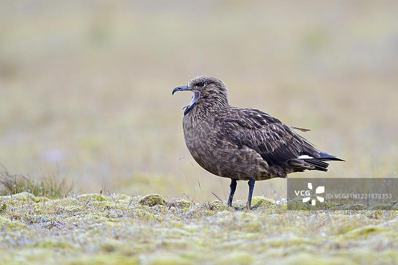 贼鸥（Stercorarius skua）的叫声，冰岛图片素材