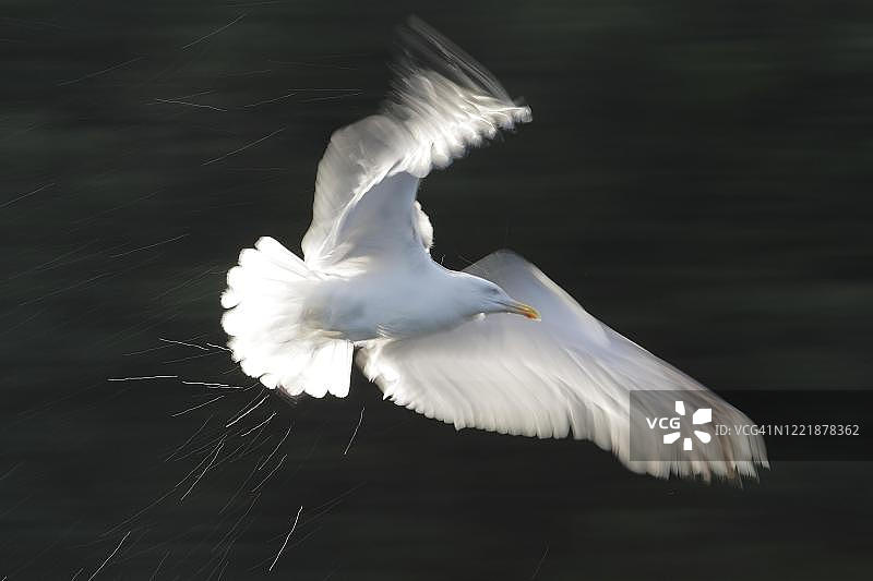 挪威飞行中的欧洲银鸥图片素材