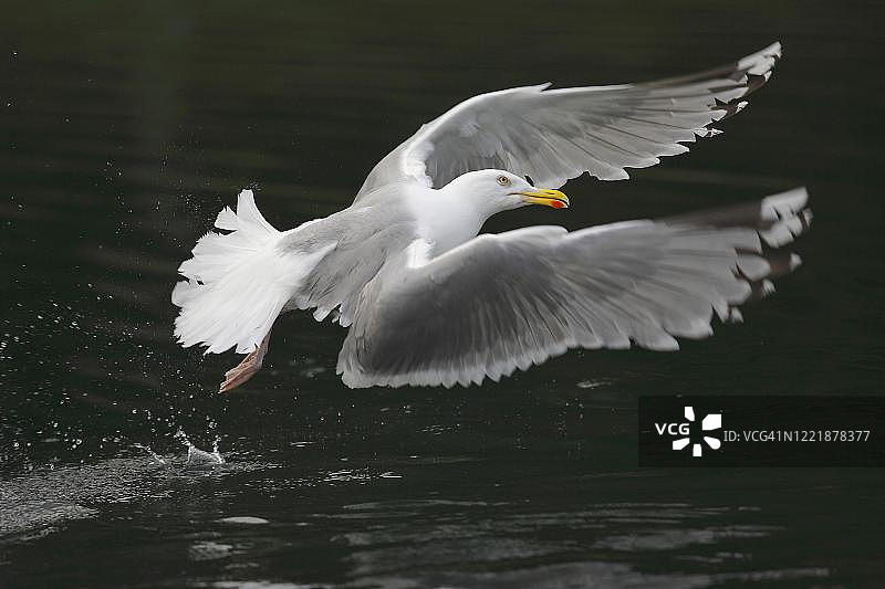 挪威峡湾水面上的欧洲银鸥图片素材