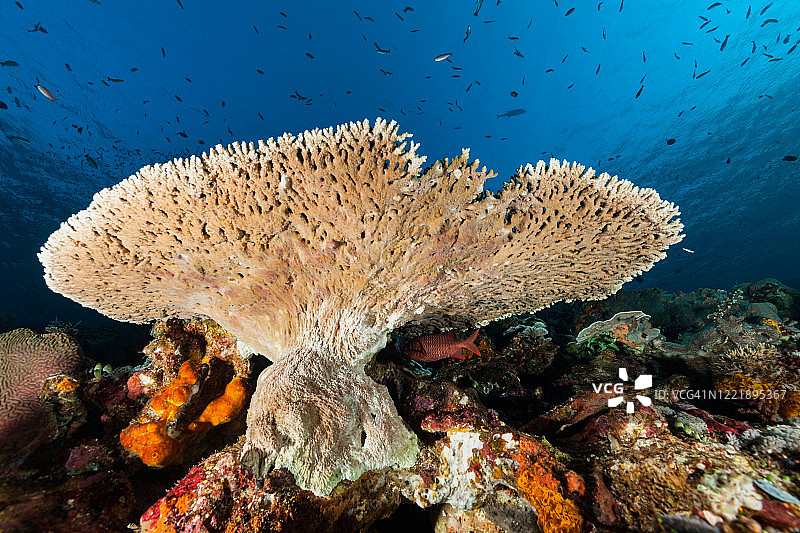 科莫多国家公园的珊瑚美景图片素材