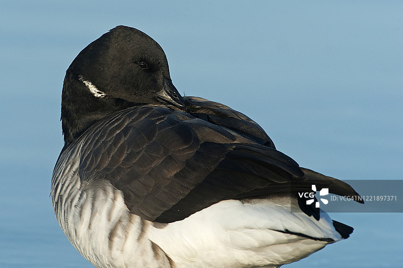 大西洋黑雁特写图片素材