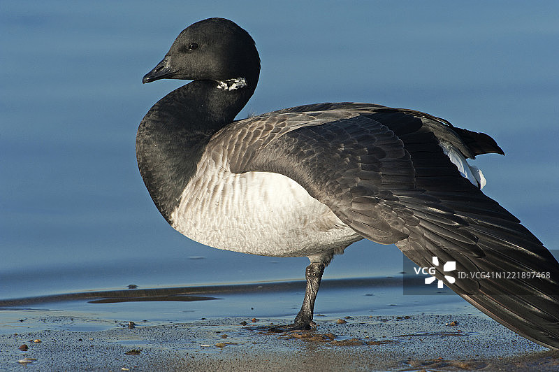 大西洋黑雁特写图片素材