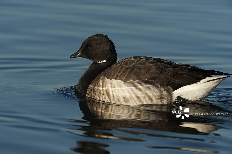 大西洋黑雁特写图片素材