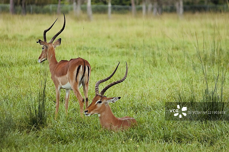 原野上休息的黑斑羚幼崽图片素材