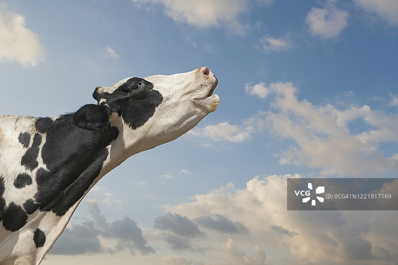 叫声友好的荷斯坦奶牛图片素材