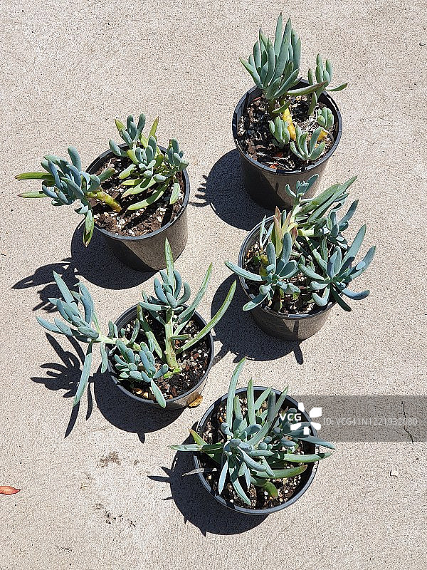 盆栽蓝冰柱图片素材