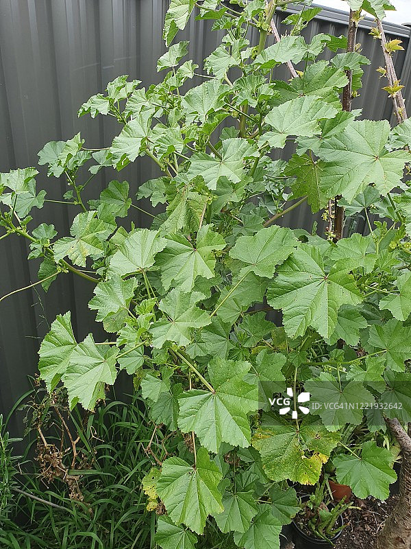 小锦葵图片素材