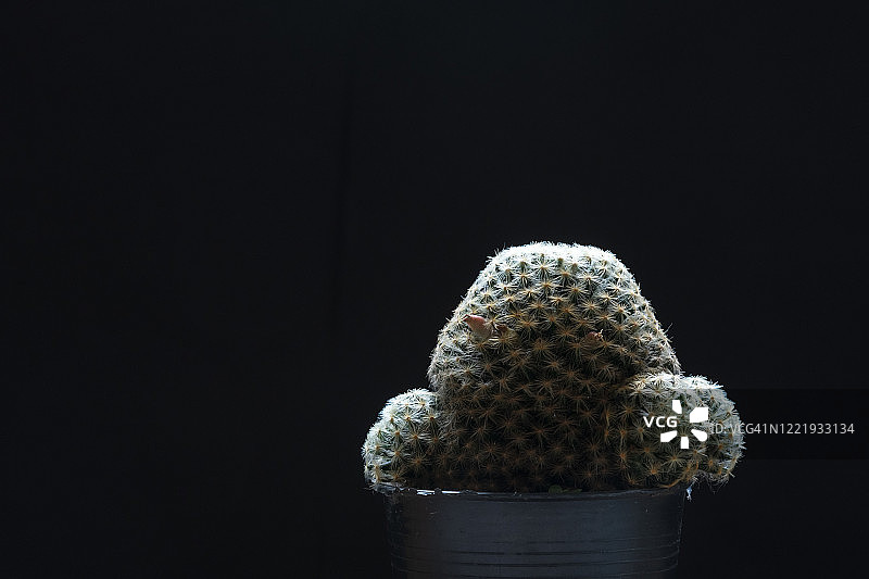 不同盆栽的仙人掌和多肉植物合集图片素材