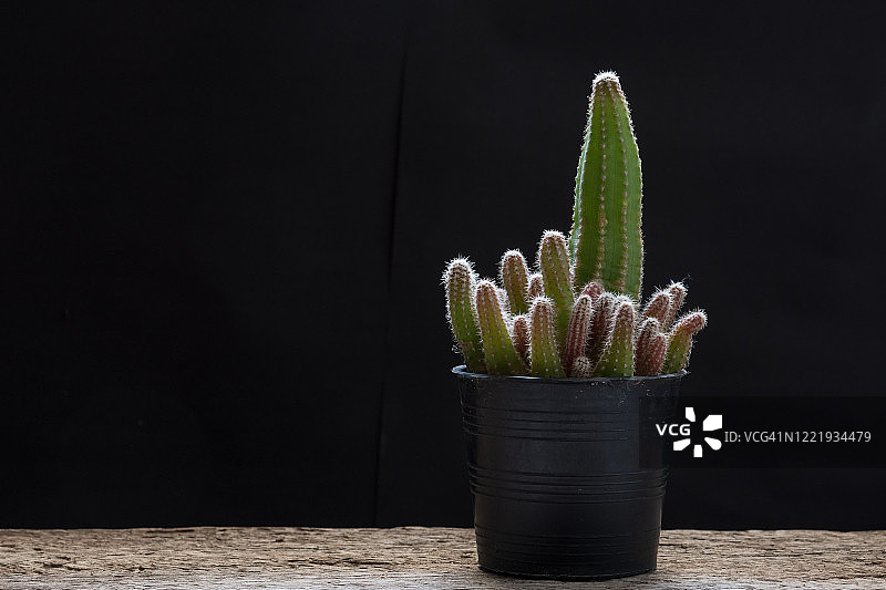 不同盆栽的仙人掌和多肉植物合集图片素材