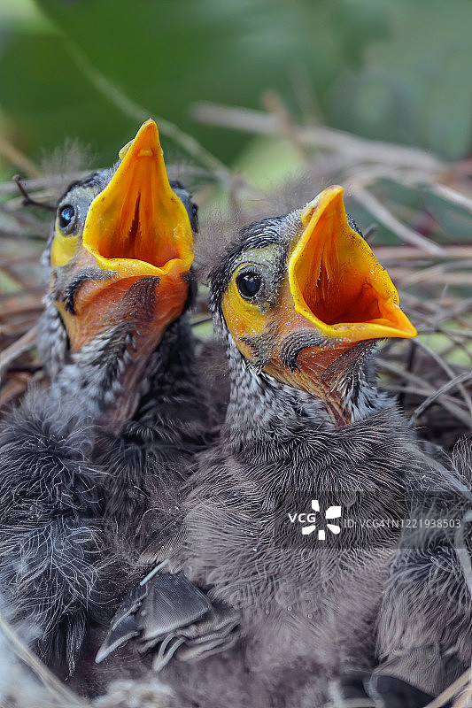 巢中吵闹的矿工鸟宝宝图片素材