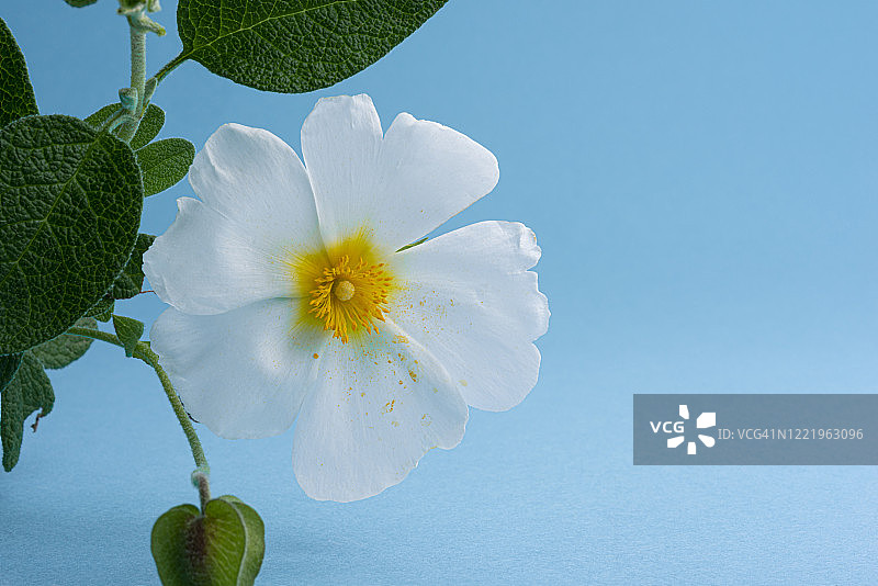 岩蔷薇花图片素材