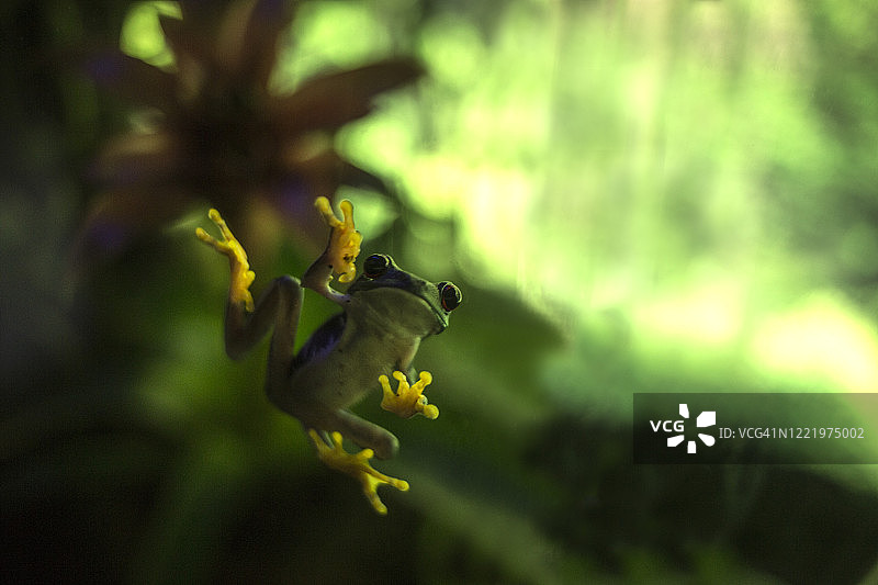 小青蛙图片素材