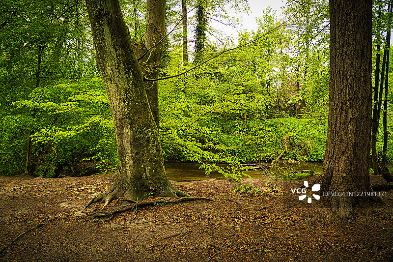 春日森林空地图片素材