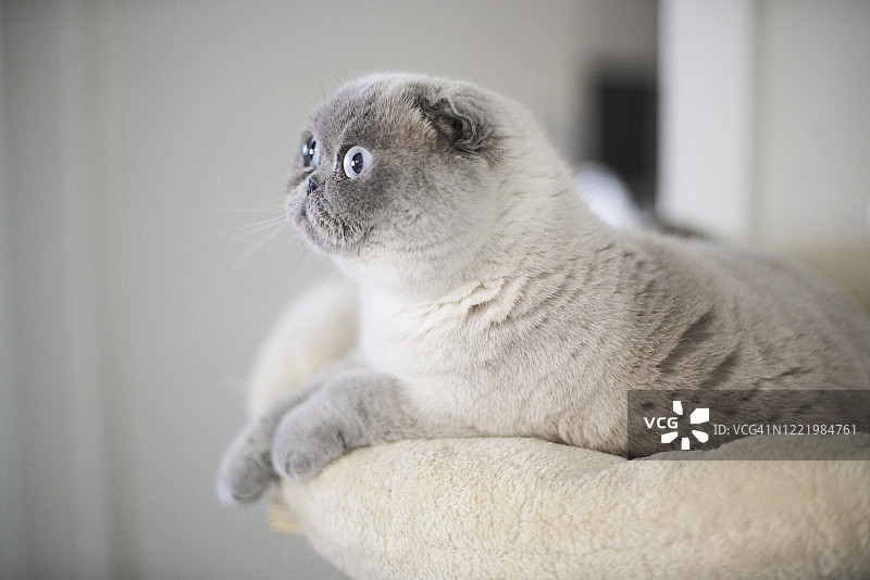 苏格兰折耳猫图片素材