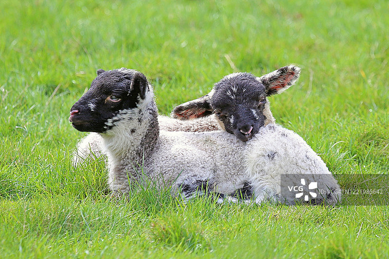 依偎在田野里的幼羊图片素材
